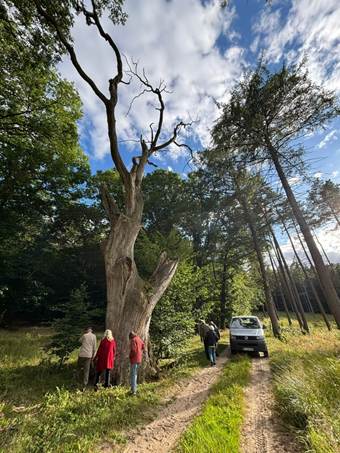 Ein Bild, das Wolke, drau�en, Himmel, Baum enth�lt.