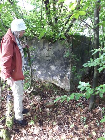 Ein Bild, das drau�en, Himmel, Pflanze, Wolke enth�lt.